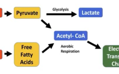 How Refined Sugar Fuels Cancer